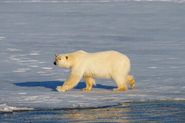 Polarbear walking in Svalbard