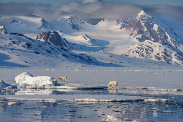 Polar bear with cub walking through the arctic wilderness in Svalbard