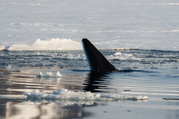 Obraz premium Minke whale looking out of the water