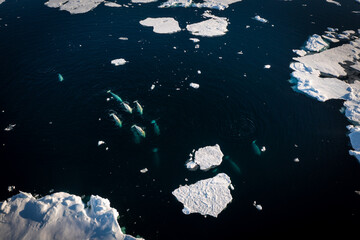 Drone shot of beluga whales diving