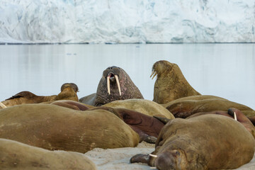 Walruses lying on a beach in Svalbard in front of a glacier