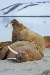 Walruses lying on a beach in Svalbard
