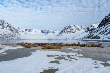 Walruses lying on a beach in Svalbard in front of a glacier