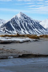 Walruses lying on a beach in Svalbard