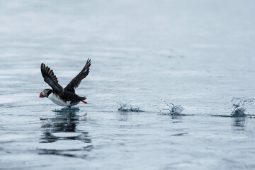 Puffins on the water in Svalbard