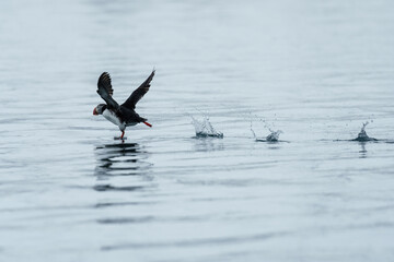 Puffins on the water in Svalbard