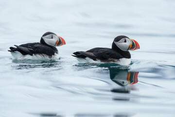 Puffins on the water in Svalbard