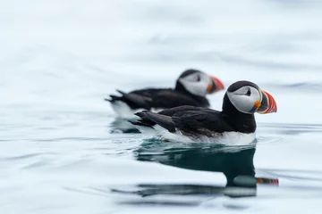 Papier Peint photo Macareux moine Puffins on the water in Svalbard