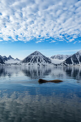 Walrus swimming in clear water in Svalbard