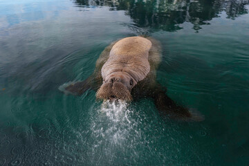 Walrus swimming in clear water in Svalbard