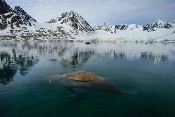 Fotobehang Walrus Walrus swimming in clear water in Svalbard