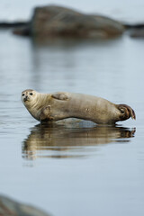 Fototapeta premium Seals resting on rocks in Svalbard