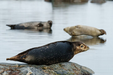 Seals resting on rocks in Svalbard