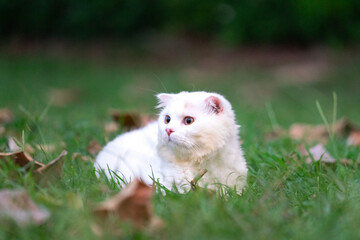 Portrait photo of a little white cat is sitting on lawn ground. Photo contained noise due to low light environment.
