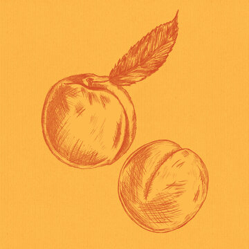 Hand drawn illustration of peaches in a sketchy style with a textured background