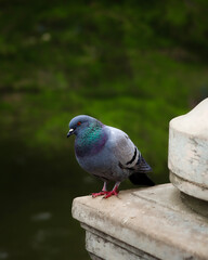 pigeon in the park