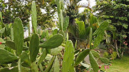 Cactus Opuntia Leucotricha Plant in the garden