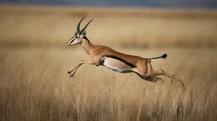 Abwaschbare Fototapete Antilope antilope tier impala wild lebende tiere gazelle