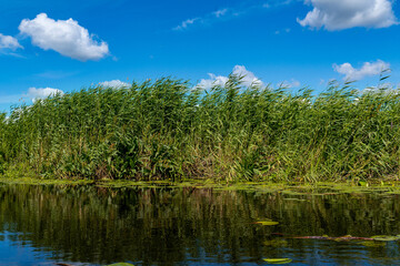 A river and reflection with reeds and bright blue skies in windy weather.