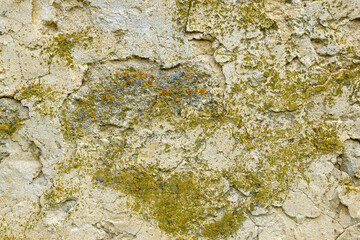 Aged wall of old building with multicolored moss, textured background, full frame. Colorful Moss on Concrete Wall. Detailed unusual backdrop, abstract design. Copy space. Selective focus.