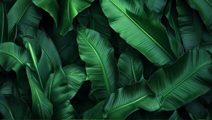 Green plant leaf background, close up photography