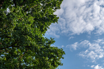 Oak tree branches on bright blue sky with clouds at the evening.