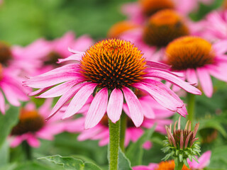 Rote Sonnenhutblüte ( Echinacea Purpurea)	