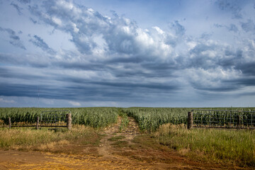 Corn field on a dirt road with storm clouds approaching