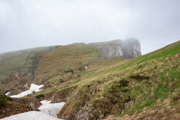 Colorful flowers on an alpine meadow on a foggy morning in early summer in the mountains