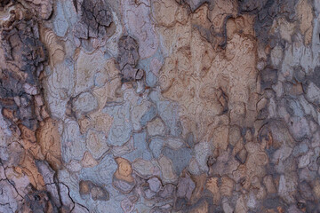 tree texture bark, oak, poplar