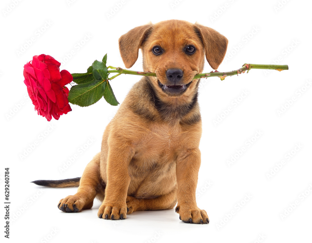 Canvas Prints a puppy holding a rose in its mouth.