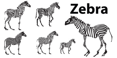 A Set of silhouette Zebra illustration 
