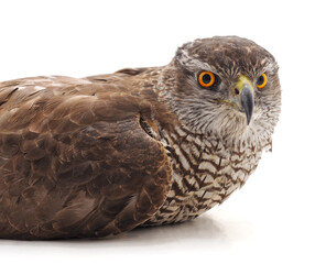 One brown falcon.