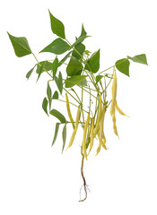 Asparagus bush with leaves.