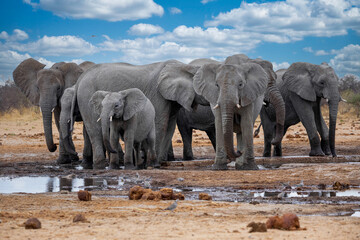 Elephant at Etosha National Park, Namibia-27.jpg
