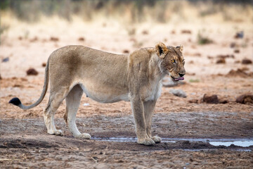 Lioness at Etosha National Park, Namibia