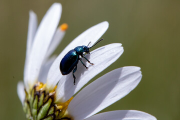 Green beetle on a white flower