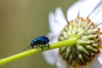 Green beetle on a white flower