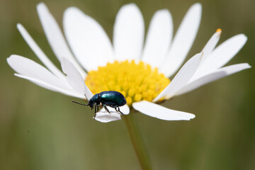 Green beetle on a white flower