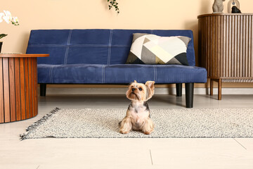 Cute small Yorkshire terrier dog sitting on carpet in living room