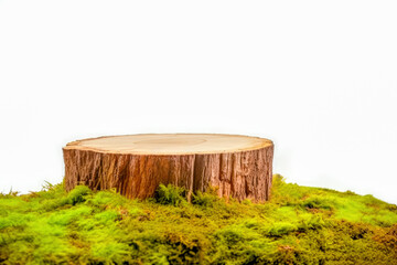 Wooden saw cut, round podium with green moss isolated on a white background. High quality photo