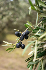 Black olives on a branch of a tree. vertical format