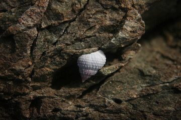 Caribbean sea snail