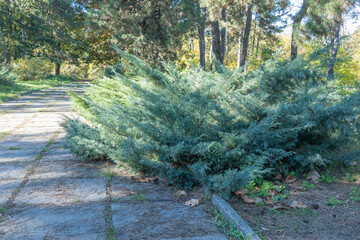 Juicy blue berry cones on juniper horizontal in autumn garden. Green branches juniperus...