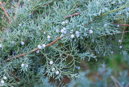 Juicy blue berry cones on juniper horizontal in autumn garden. Green branches juniperus horizontalis from family cypress. Evergreen coniferous plant. Juniper fruits are widely used in culinary world.