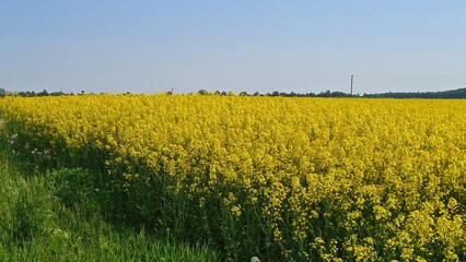 Rapeseed fields blooming with yellow flowers in May stretch for many kilometers