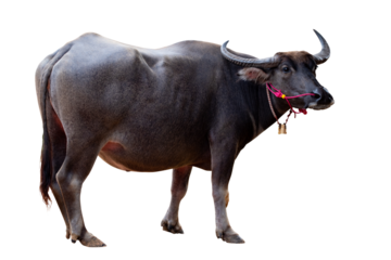 Full body standing of Thai Black Buffalo isolated on transparent bakcground, PNG File fomate