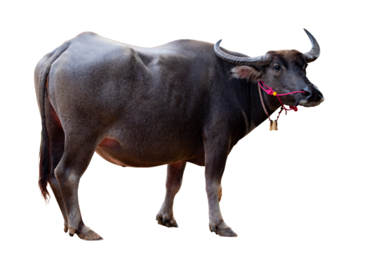 Full body standing of Thai Black Buffalo isolated on transparent bakcground, PNG File fomate