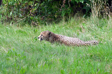 Beautiful Cheetah Resting in the Grass