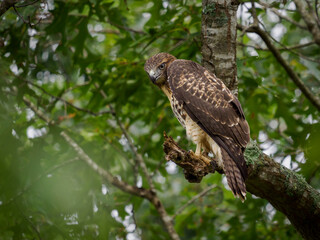 Red-tailed hawk (Buteo jamaicensis) perched on an oak tree in a Tennessee forest